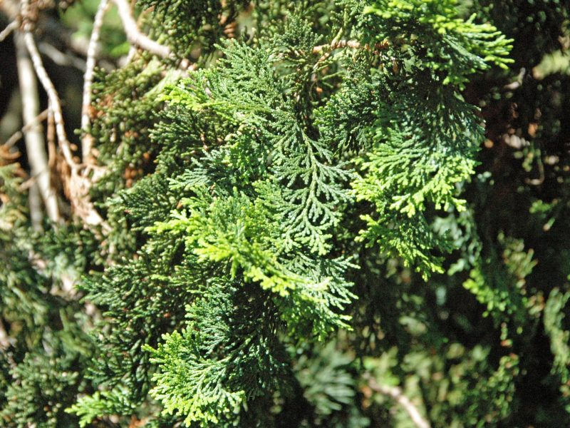 Hinoki Cypress