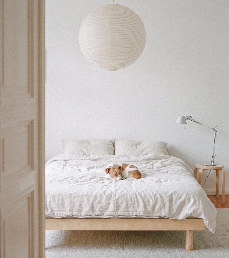 Dog_sleeping_on_bed_2K_202608041144